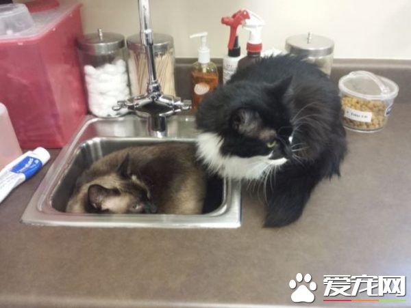 猫兄弟初看医生争相躲水槽 模样超级可怜却又好笑