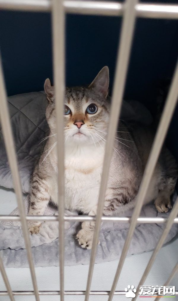 12公斤胖猫被丢收容所 幸遇真命猫奴