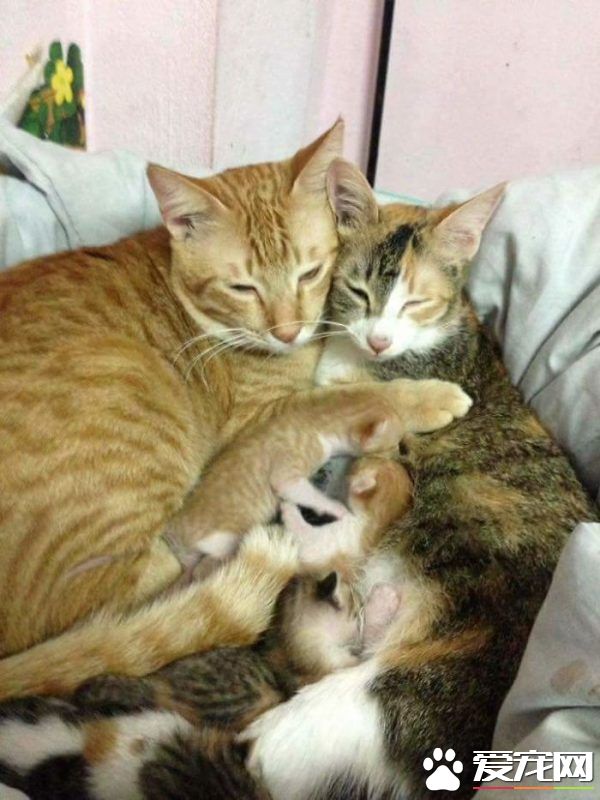 模范猫爸全程陪产还帮忙带小孩 超暖心