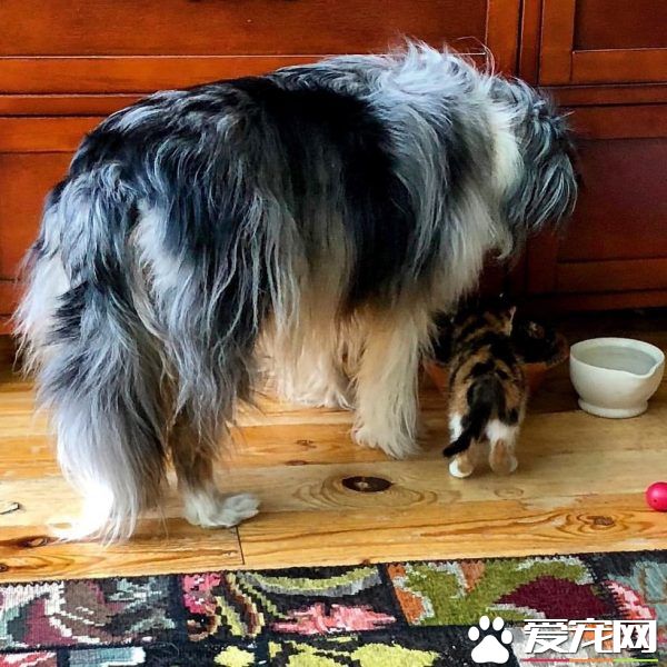 新领养的小猫咪 把狗兄弟从丧友之痛中拯救出来