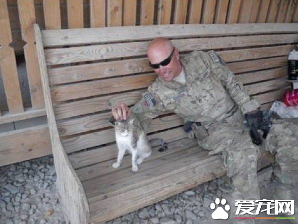 爱猫士兵从阿富汗带小浪喵回国 收编成爱撒娇的家猫