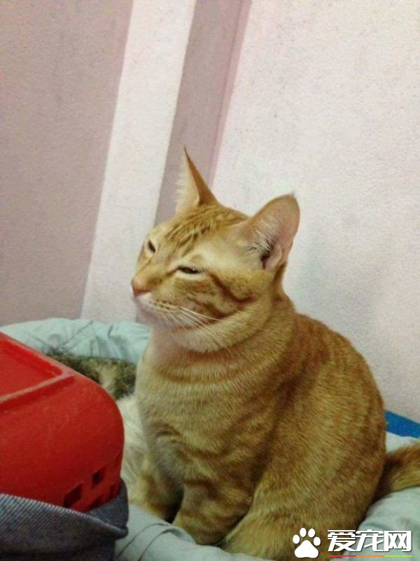 模范猫爸全程陪产还帮忙带小孩 超暖心