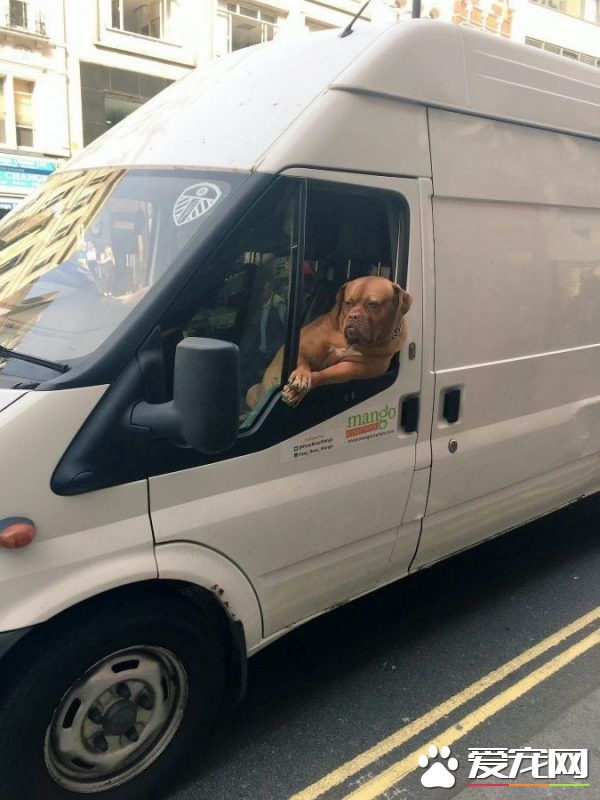 坐物流车的吉祥物狗狗 可爱模样成最萌地标