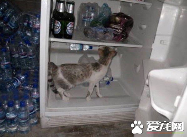 爱猫士兵从阿富汗带小浪喵回国 收编成爱撒娇的家猫