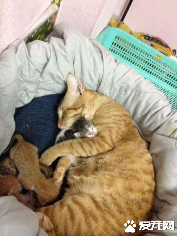 模范猫爸全程陪产还帮忙带小孩 超暖心