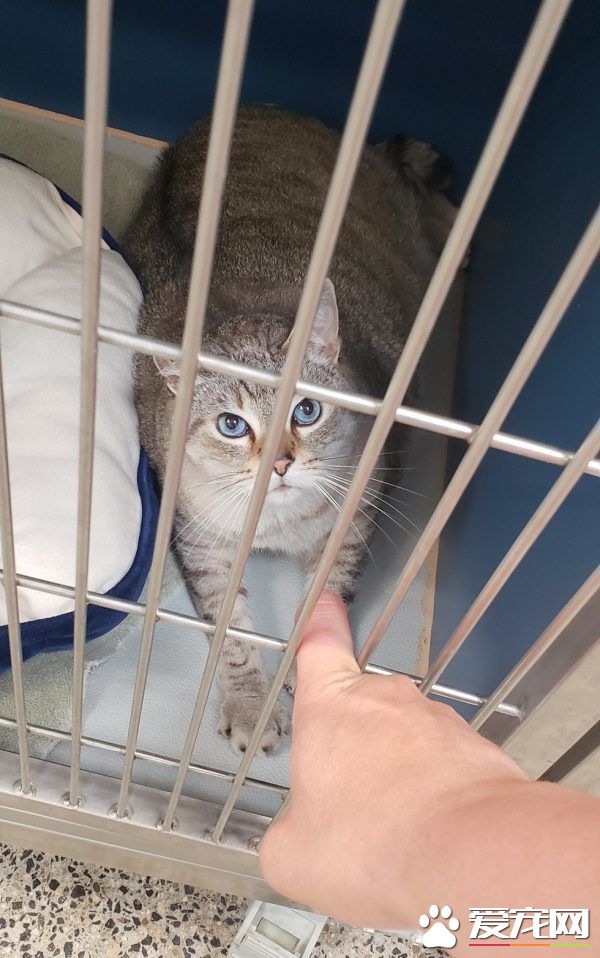 12公斤胖猫被丢收容所 幸遇真命猫奴