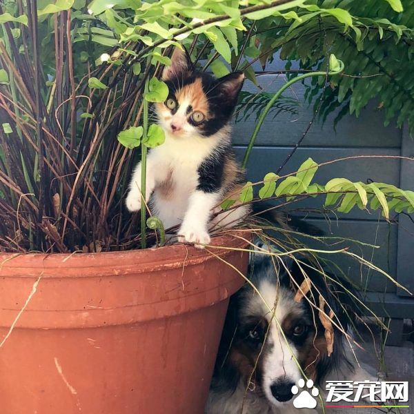 新领养的小猫咪 把狗兄弟从丧友之痛中拯救出来