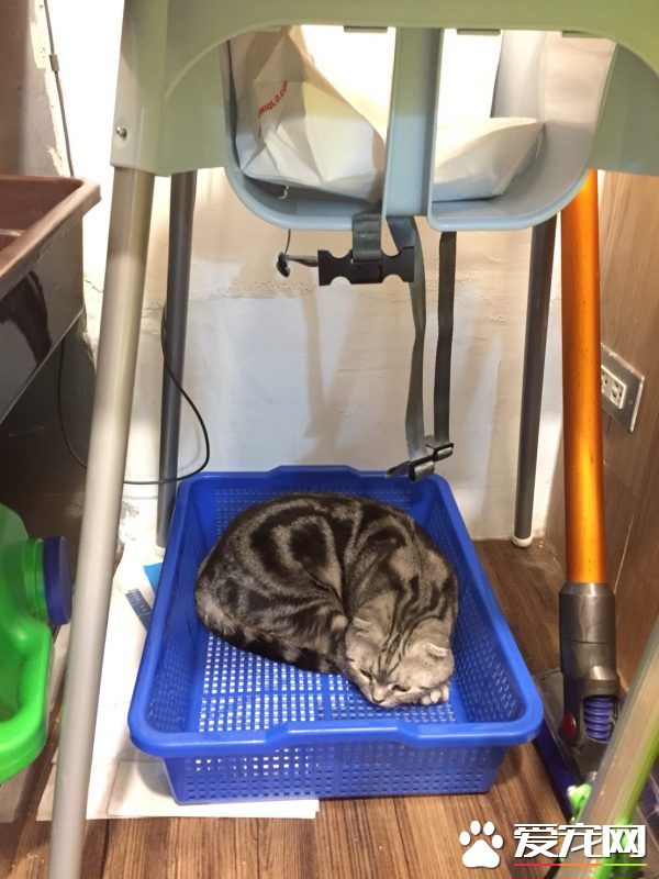 猫咪游乐园主题餐厅  成为未来流浪喵们的庇护所