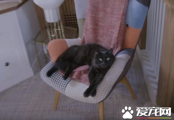 猫咪的魅力 让不爱猫的小罗勃道尼化身超级猫奴