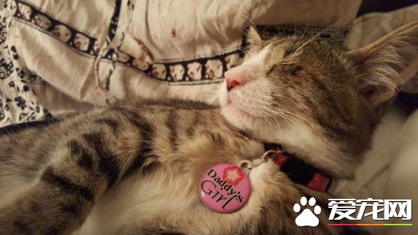 流浪盲眼猫 用爱与勇气获真命猫奴