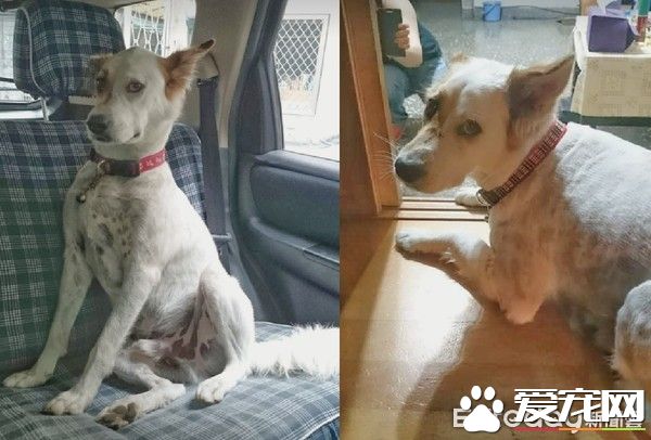 草莓珍珠奶茶被剃毛 暴露隐藏已久的身份