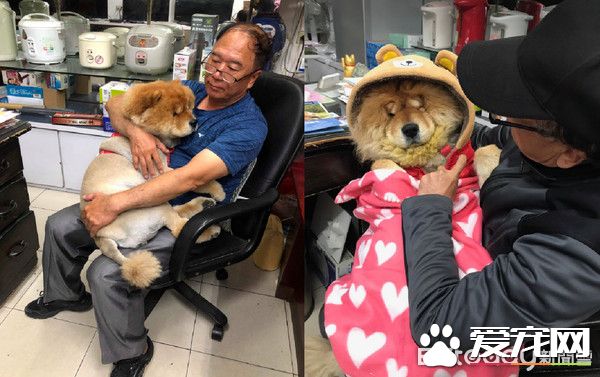 九岁松狮犬因病得福 深得阿公宠爱