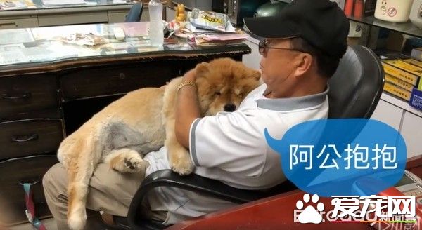 九岁松狮犬因病得福 深得阿公宠爱