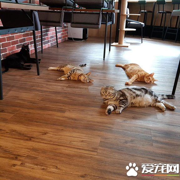 猫咪游乐园主题餐厅  成为未来流浪喵们的庇护所