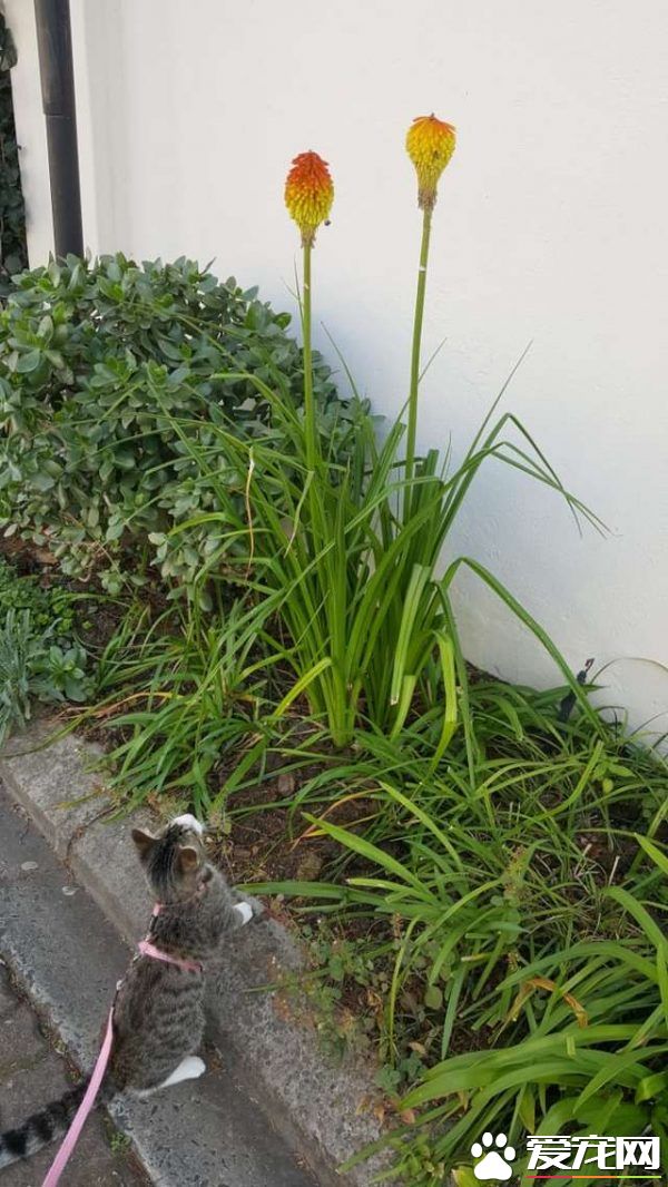 流浪盲眼猫 用爱与勇气获真命猫奴