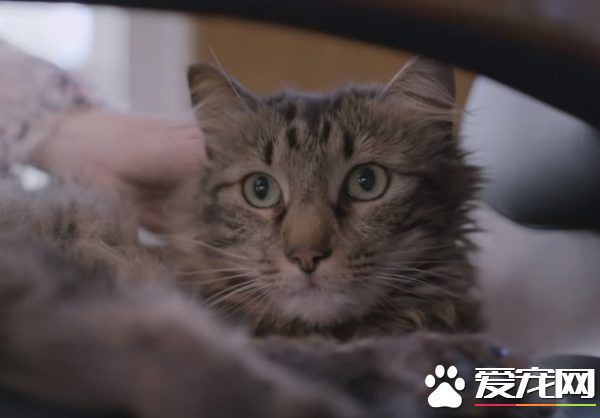 猫咪的魅力 让不爱猫的小罗勃道尼化身超级猫奴