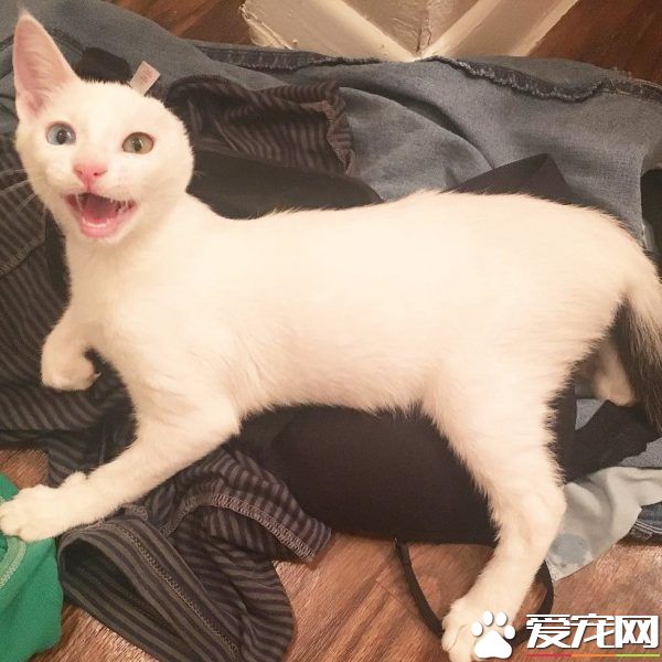 患病小猫耳朵被线绞断 好心猫奴的照顾下蜕变成美猫
