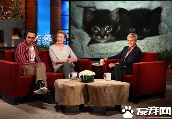 猫咪的魅力 让不爱猫的小罗勃道尼化身超级猫奴