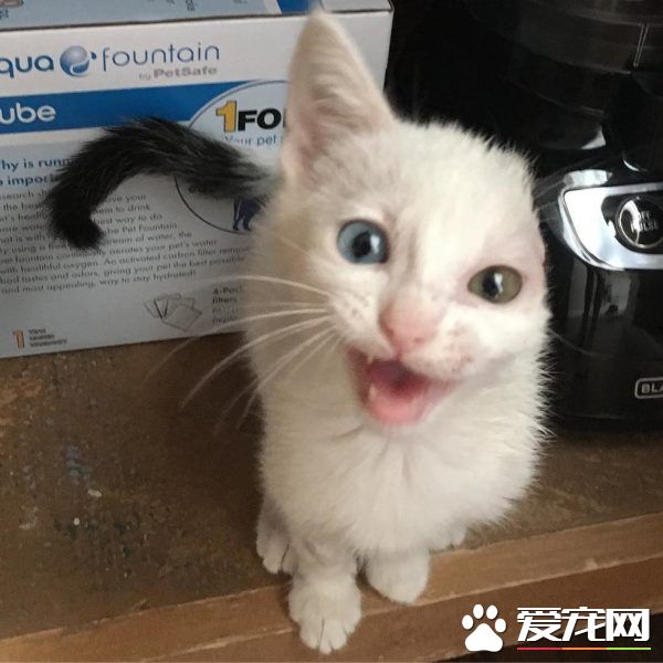 患病小猫耳朵被线绞断 好心猫奴的照顾下蜕变成美猫