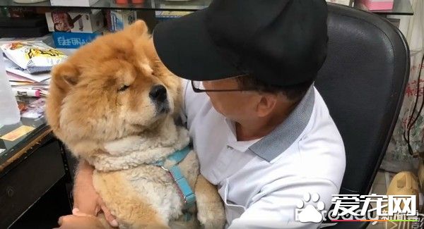 九岁松狮犬因病得福 深得阿公宠爱