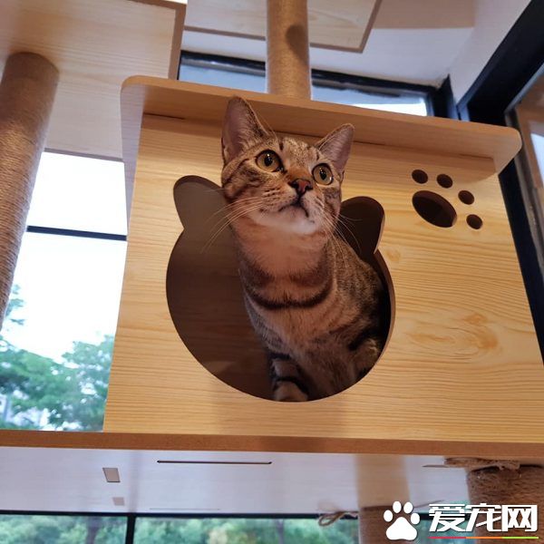 猫咪游乐园主题餐厅  成为未来流浪喵们的庇护所