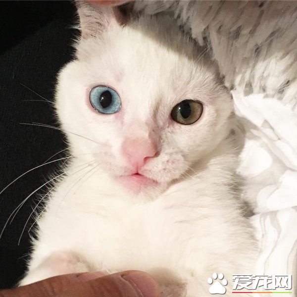 患病小猫耳朵被线绞断 好心猫奴的照顾下蜕变成美猫