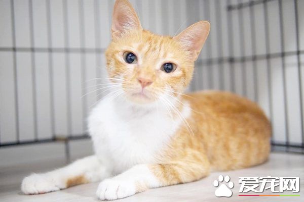 猫咪游乐园主题餐厅  成为未来流浪喵们的庇护所