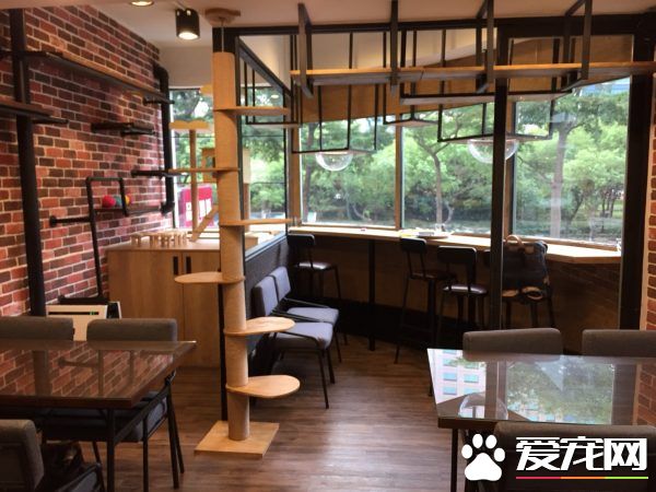 猫咪游乐园主题餐厅  成为未来流浪喵们的庇护所