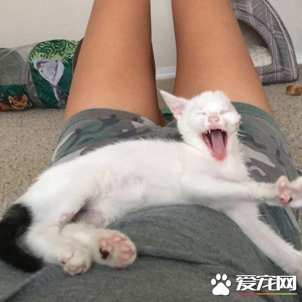 患病小猫耳朵被线绞断 好心猫奴的照顾下蜕变成美猫