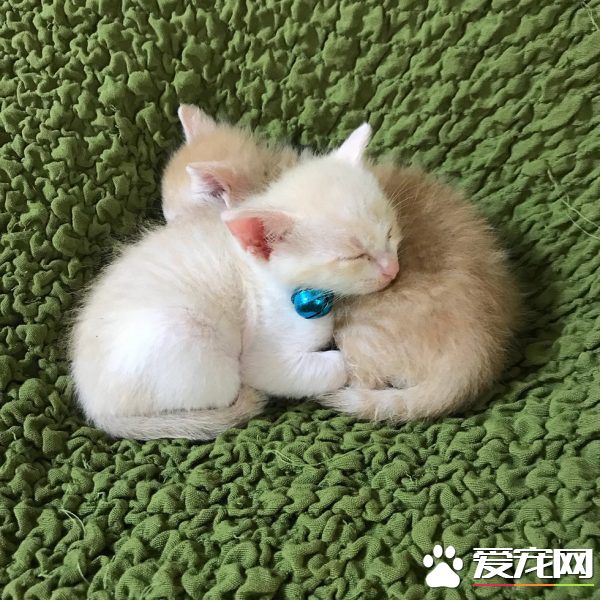 孤儿猫超爱它的布偶猫妈妈 给了它们安全感和温暖