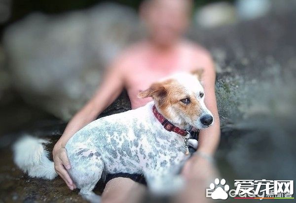 草莓珍珠奶茶被剃毛 暴露隐藏已久的身份