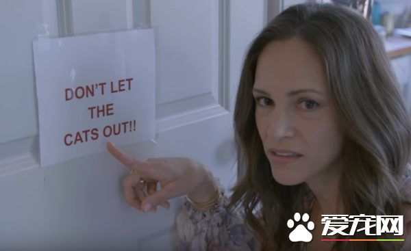 猫咪的魅力 让不爱猫的小罗勃道尼化身超级猫奴