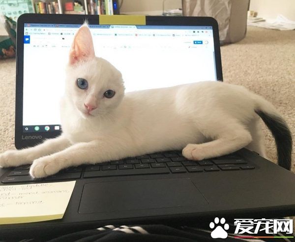 患病小猫耳朵被线绞断 好心猫奴的照顾下蜕变成美猫