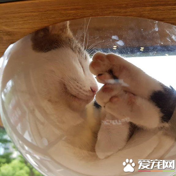 猫咪游乐园主题餐厅  成为未来流浪喵们的庇护所
