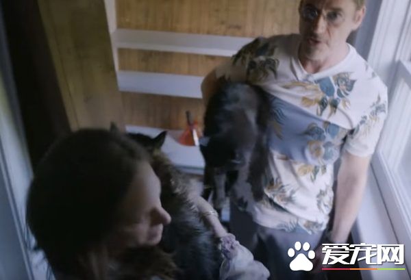 猫咪的魅力 让不爱猫的小罗勃道尼化身超级猫奴