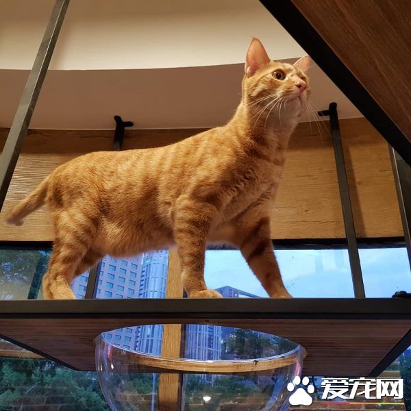 猫咪游乐园主题餐厅  成为未来流浪喵们的庇护所