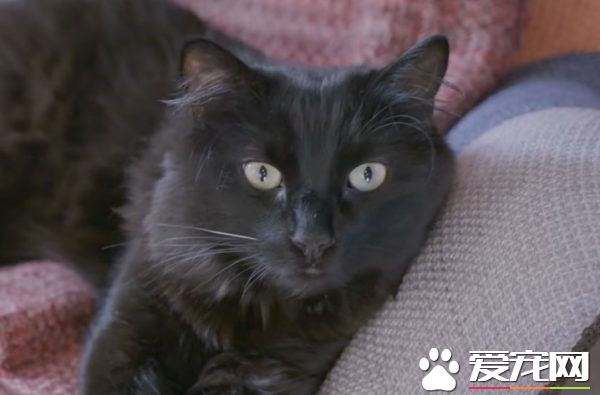 猫咪的魅力 让不爱猫的小罗勃道尼化身超级猫奴