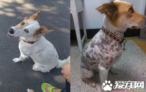 草莓珍珠奶茶被剃毛 暴露隐藏已久的身份