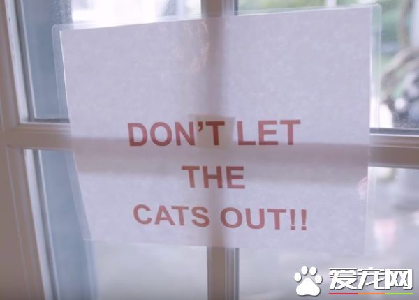 猫咪的魅力 让不爱猫的小罗勃道尼化身超级猫奴