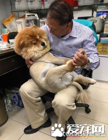 九岁松狮犬因病得福 深得阿公宠爱