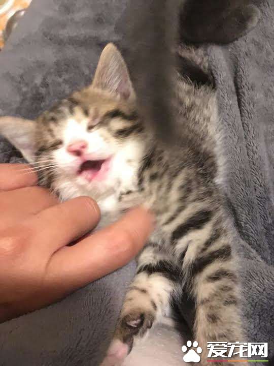 流浪盲眼猫 用爱与勇气获真命猫奴