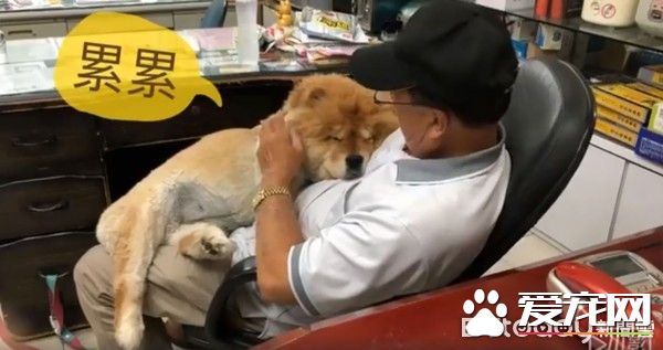 九岁松狮犬因病得福 深得阿公宠爱