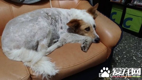 草莓珍珠奶茶被剃毛 暴露隐藏已久的身份