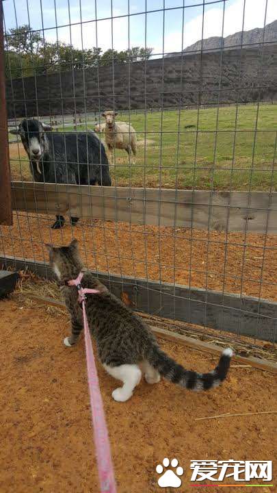 流浪盲眼猫 用爱与勇气获真命猫奴