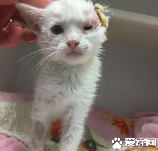 患病小猫耳朵被线绞断 好心猫奴的照顾下蜕变成美猫