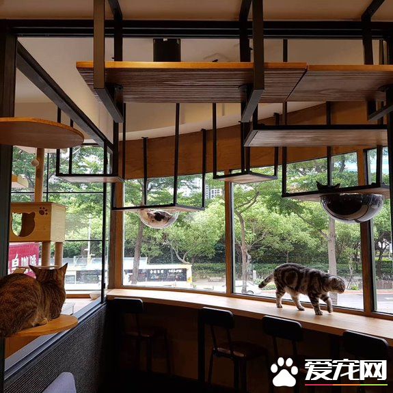 猫咪游乐园主题餐厅  成为未来流浪喵们的庇护所