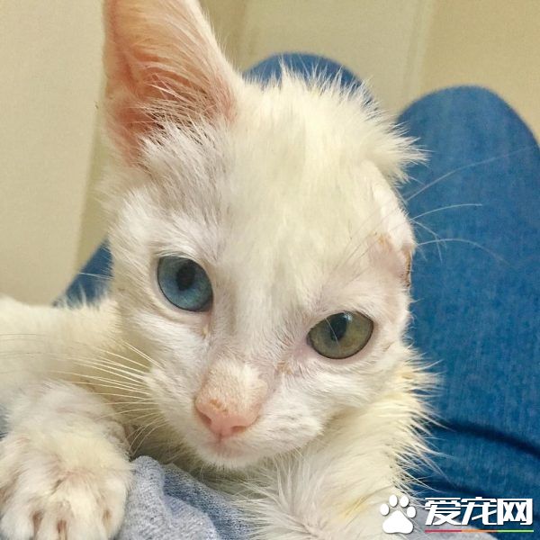 患病小猫耳朵被线绞断 好心猫奴的照顾下蜕变成美猫