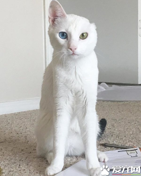 患病小猫耳朵被线绞断 好心猫奴的照顾下蜕变成美猫