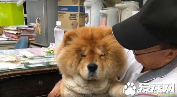 九岁松狮犬因病得福 深得阿公宠爱