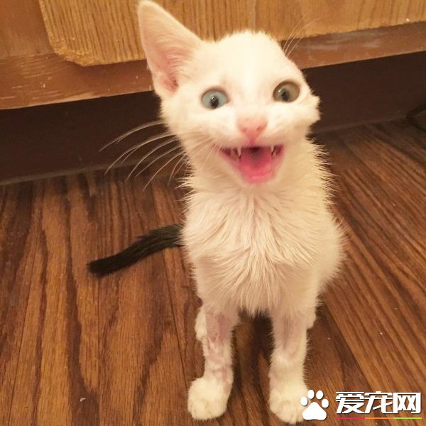 患病小猫耳朵被线绞断 好心猫奴的照顾下蜕变成美猫